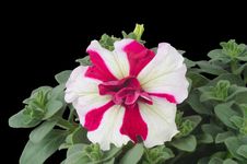 Petunia Royalty Free Stock Images Petunia Royalty Free Stock Images