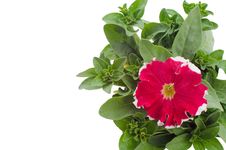 Petunia Royalty Free Stock Photography Petunia Royalty Free Stock Photography
