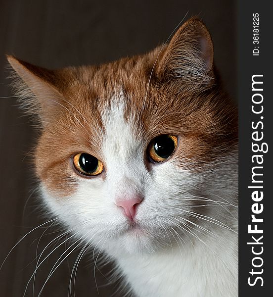 Portrait of a young red cat, Ukraine