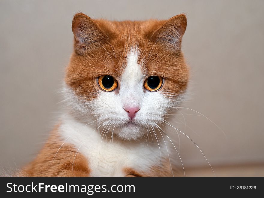 Portrait of a young red cat, Ukraine