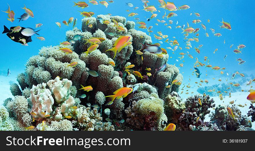 Shoal of fish on the fire coral. Shoal of fish on the fire coral
