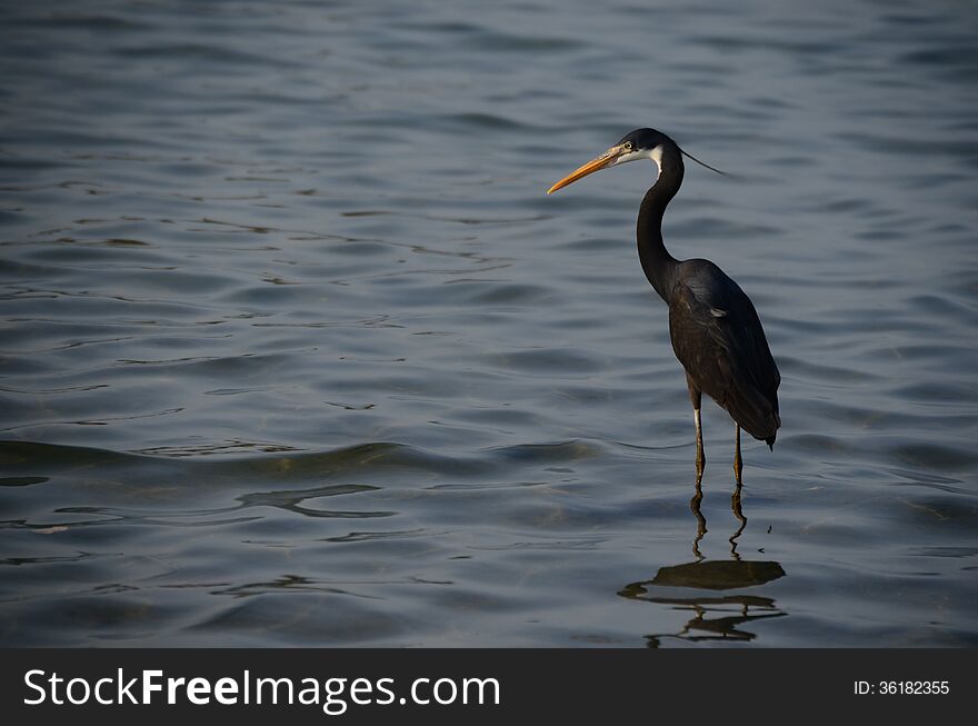 Black heron stands in the sea in egypt and looks. Black heron stands in the sea in egypt and looks