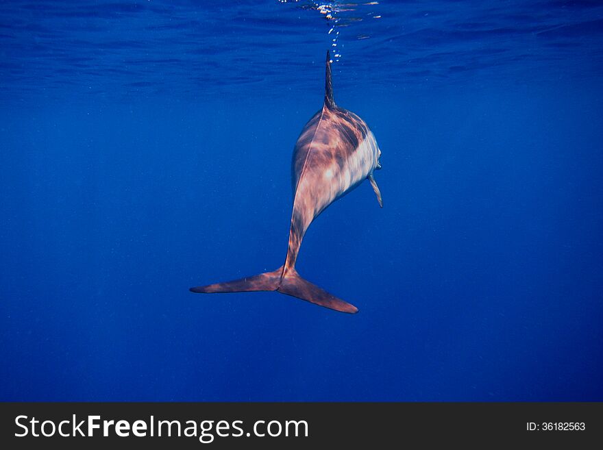 Dolphin from behind in the blue sea while diving in egypt