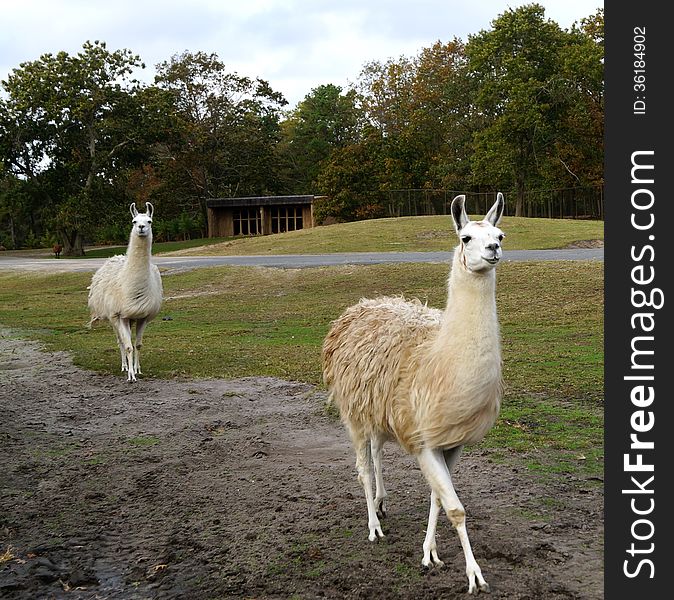 Two white llamas strut past observers at a safari park. Two white llamas strut past observers at a safari park.