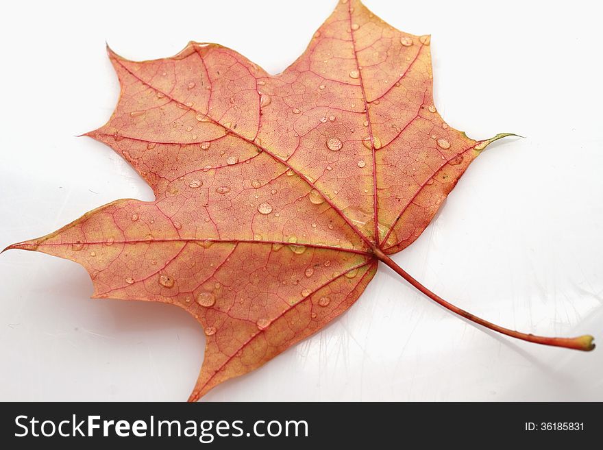 Leaves with drops of water on white background