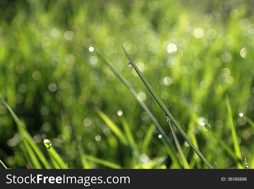 Grass with morning dew