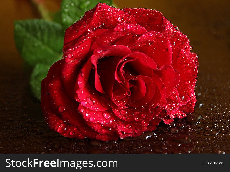 Red rose with drops on the table