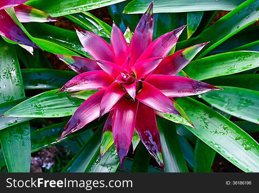 Close up  of Bromeliad flower