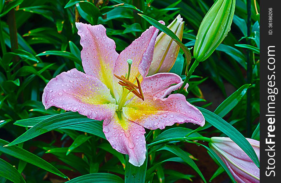 pink lily flower in the garden