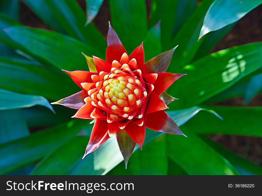 Close Up  Of Bromeliad Flower