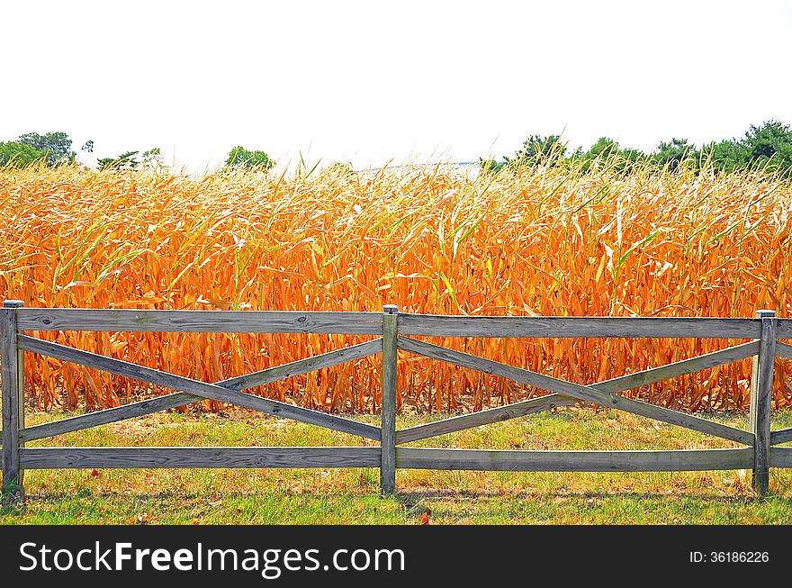A wooden fence guards the entrance to a field of corn. A wooden fence guards the entrance to a field of corn.
