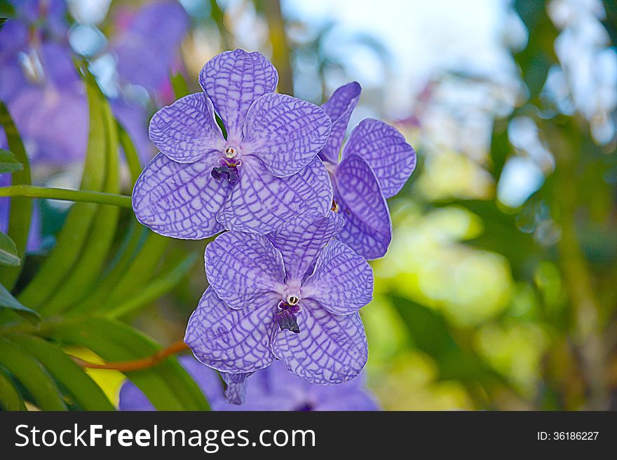 Vanda Orchid