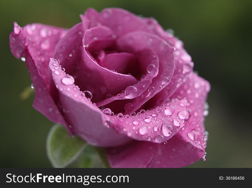 One pink rose with drops
