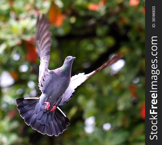 Flying Pigeon In Natural