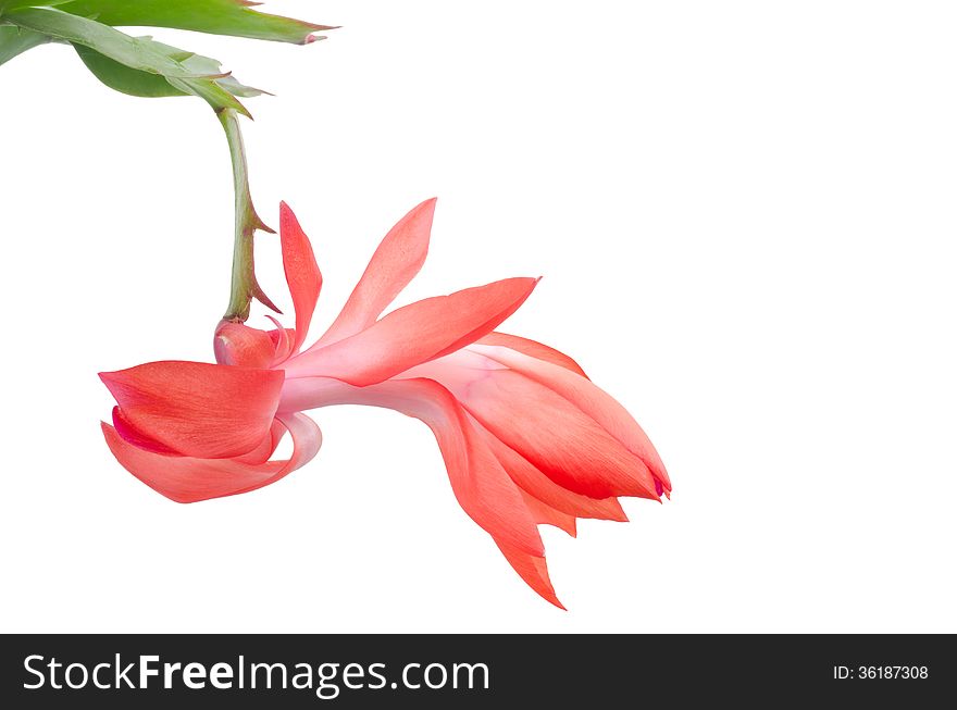 Christmas Cactus (schlumbergera) isolated on white background. Christmas Cactus (schlumbergera) isolated on white background