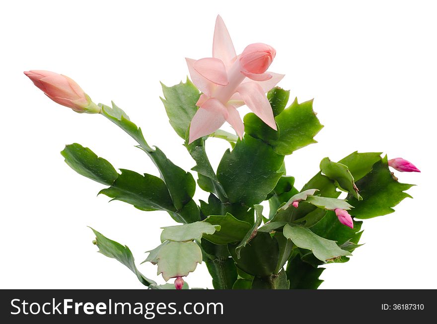 Christmas Cactus (schlumbergera) isolated on white background. Christmas Cactus (schlumbergera) isolated on white background