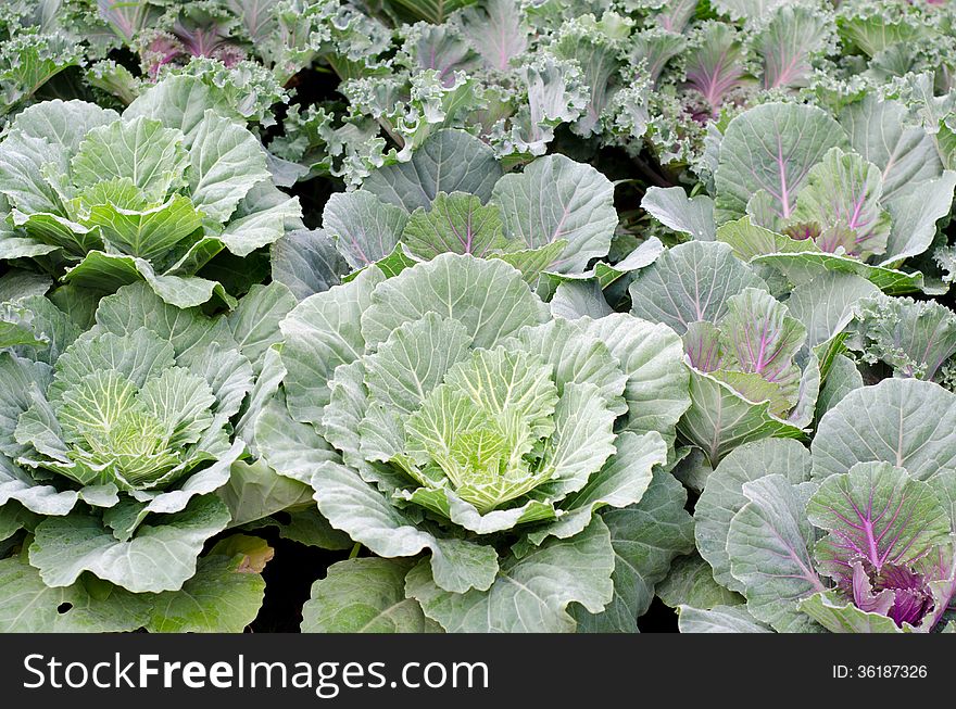 Longlived Cabbag &x28;Brassica Hybrid Cv. Pule&x29;