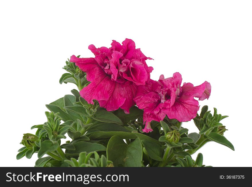 Petunia isolated on white background