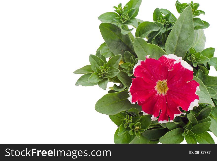 Petunia isolated on white background