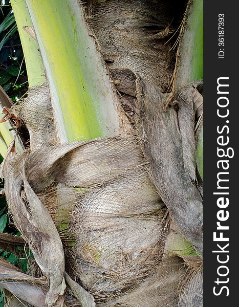 Fiber and texture on coconut tree. Fiber and texture on coconut tree