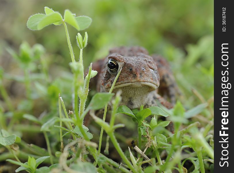 Toad with one eye in a clover patch