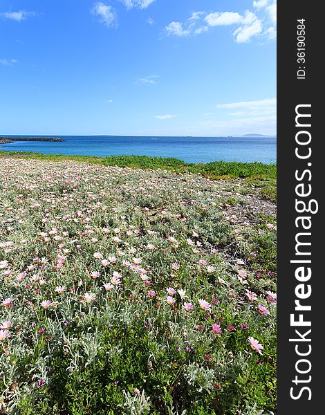 Deep blue sea and beautiful flowers on the coastline in Cape Town South Africa