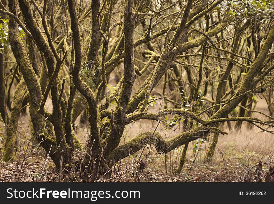 Forest On La Gomera