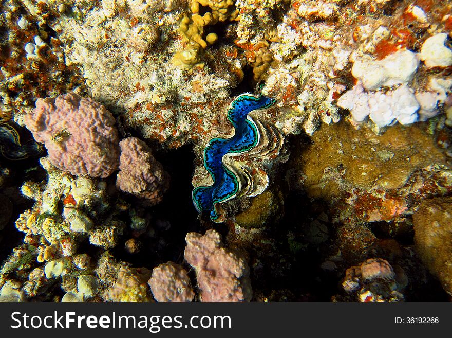 Beautiful blue shell in coral reef at the dive