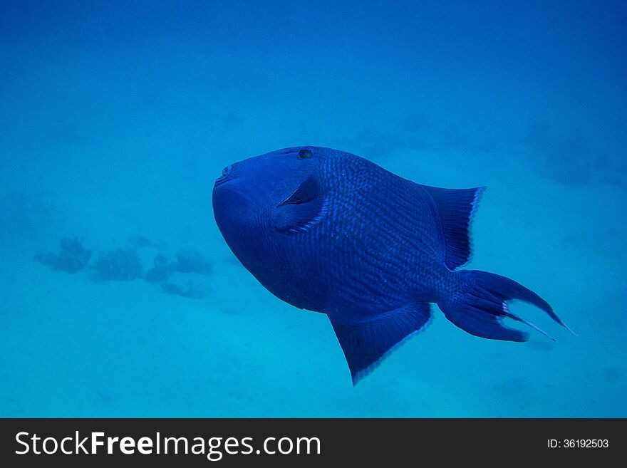 Large blue trigger fish in the blue sea