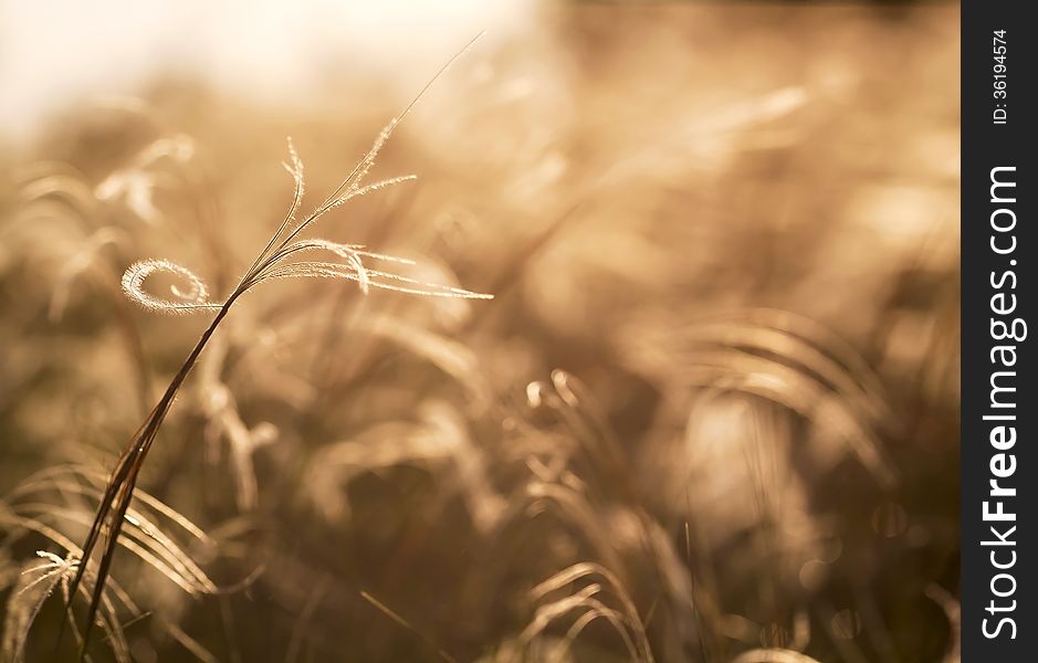 Beautiful golden grass field as an abstract background