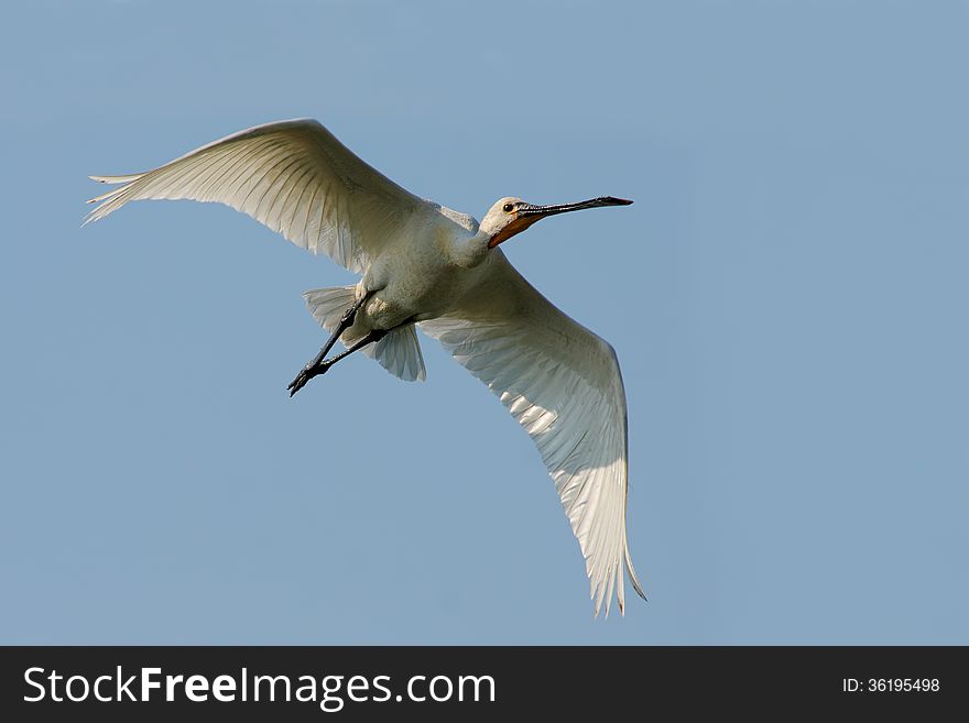 Eurasian Spoonbill (Platalea leucorodia) fly in the sky. Eurasian Spoonbill (Platalea leucorodia) fly in the sky.