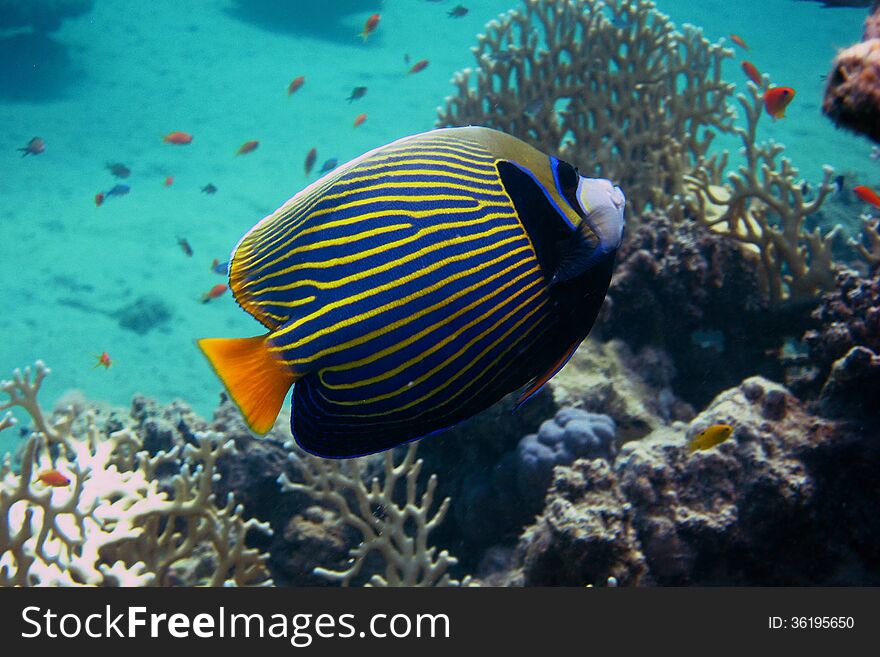 Colorful beautiful angelfish when dive from the side. Colorful beautiful angelfish when dive from the side