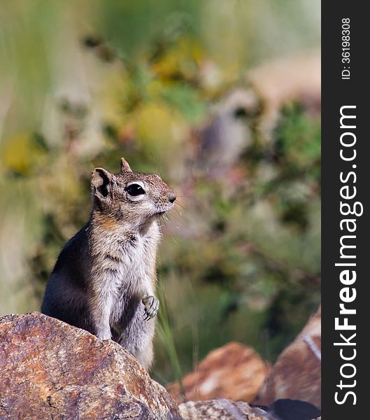 A Colorado Chipmunk on rust-colored rocks in Central City, Colorado.