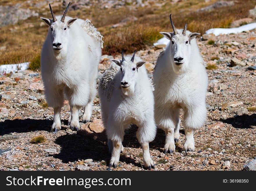 3 Mountains Goats with changing coats for winter to come. 3 Mountains Goats with changing coats for winter to come.