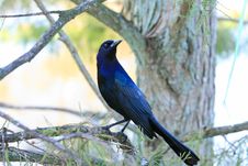 Tropical Bird In A Park Royalty Free Stock Photography Tropical Bird In A Park Royalty Free Stock Photography