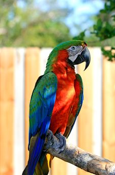 Speaking Parrot In A Park Royalty Free Stock Photo
