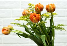 Orange Tulips Royalty Free Stock Photo