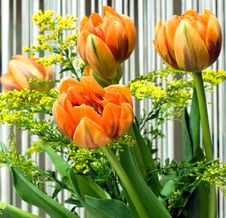 Orange Tulips Stock Photo