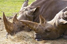 Two Rhino Or Rhinoceros Royalty Free Stock Images Two Rhino Or Rhinoceros Royalty Free Stock Images