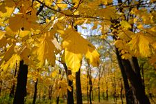 Autumn Stock Photography Autumn Stock Photography