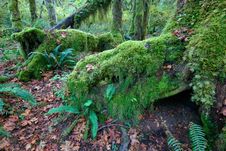 Temperate Rainforest Royalty Free Stock Photography