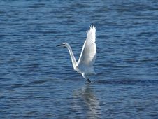 Great White Heron Stock Photos Great White Heron Stock Photos