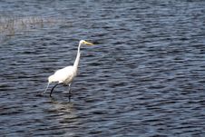 Great White Egret Royalty Free Stock Photos Great White Egret Royalty Free Stock Photos