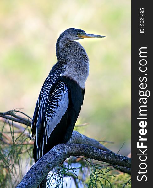 Tropical bird in a park in Florida