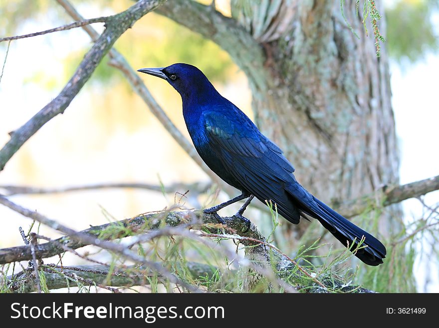 Tropical bird in a park