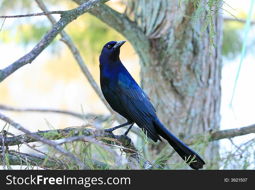 Tropical Bird In A Park