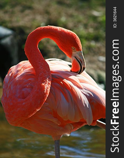 Red flamingo in a park