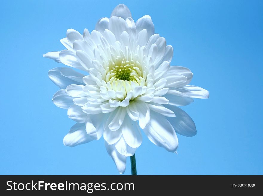 White chrysanthemum on a light blue background. White chrysanthemum on a light blue background