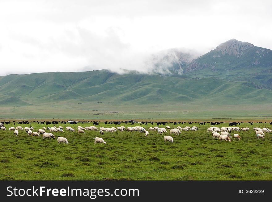 Goats and yarks are enjoying the lush grassland with blue mountains and white clouds as background. Goats and yarks are enjoying the lush grassland with blue mountains and white clouds as background