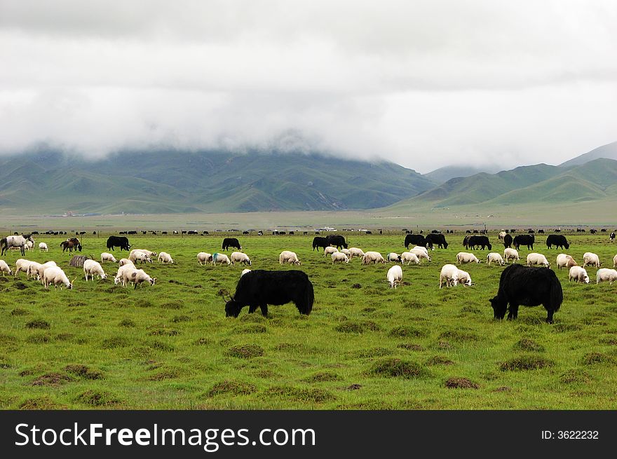 Cows and sheep in a lush meadow are with mountains and white clouds behind. Cows and sheep in a lush meadow are with mountains and white clouds behind